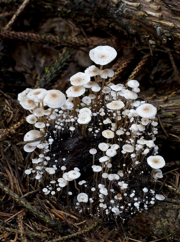 Collybia cirrhata